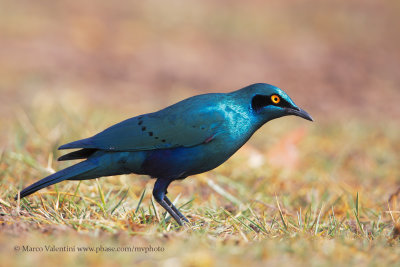 Greater Blu-eared Starling - Lamprotornis chalybaeus