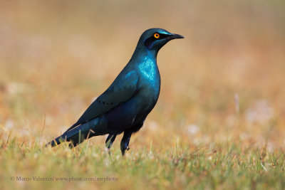 Greater Blu-eared Starling - Lamprotornis chalybaeus