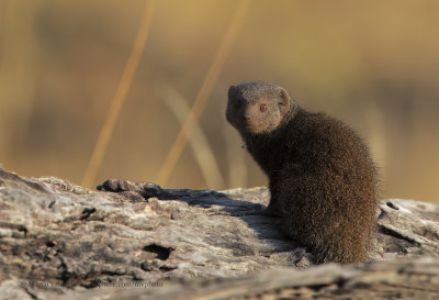 Dwarf Mongoose - Helogale parvula