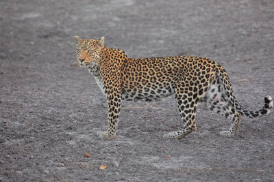 Leopard - Panthera pardus