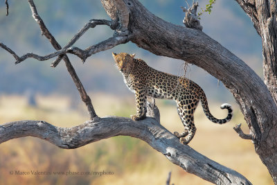 Leopard - Panthera pardus