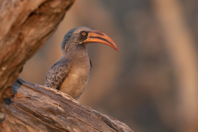 Bradfield's Hornbill - Tockus bradfieldi