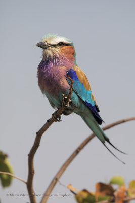 Lilac-breasted Roller - Coracias caudata