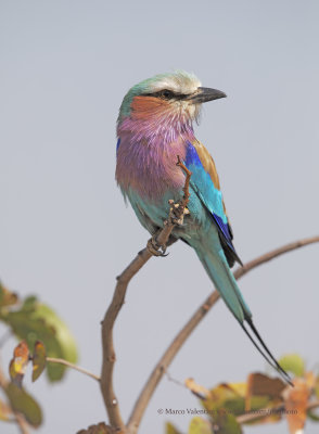 Lilac-breasted Roller - Coracias caudata