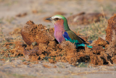 Lilac-breasted Roller - Coracias caudata