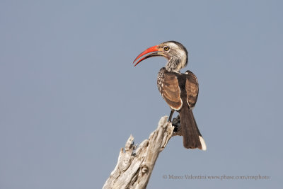 Southern Red-billed Hornbill  Tockus rufirostris