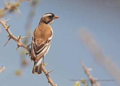 White-browed Sparrow-weaver - Plocepasser mahali