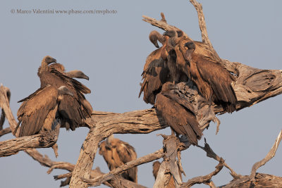 White-backed vulture - Gyps africanus