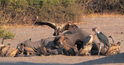 White-backed vulture - Gyps africanus