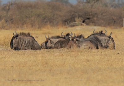 Blue wildbeest - Connoachetes taurinus