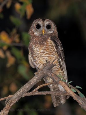 African Wood Owl - Stryx woodfordi