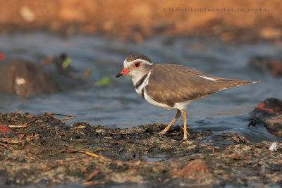 Three-banded Plover - Charadrius tricollaris