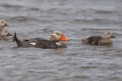 Falkland fligthless Steamer duck - Tachyeres brachypterus