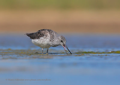 Greenshank - Tringa nebularia