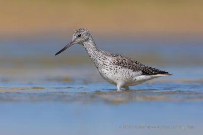 Greenshank - Tringa nebularia