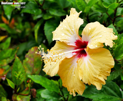 Nature in Thailand