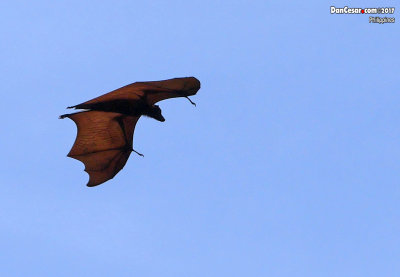 Giant golden-crowned flying fox (Acerodon jubatus) Loreto, Philippines