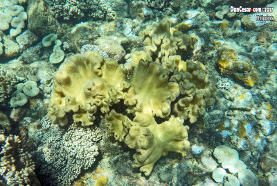 Apo Island, Philippines