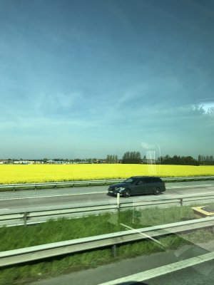 Canola Oil field