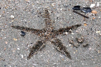 EE5A0050 Starfish outline.jpg