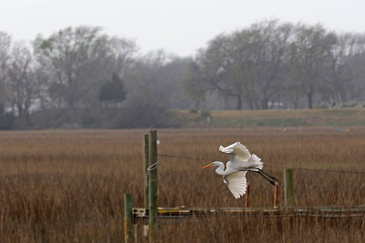 EE5A0216 Flight of the egret.jpg