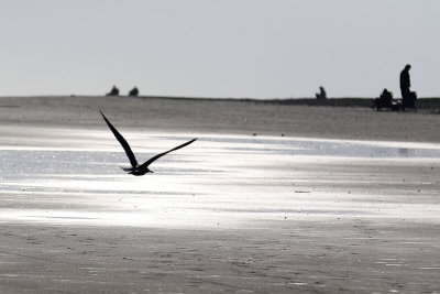 EE5A0382 Low tide silhouettes.jpg