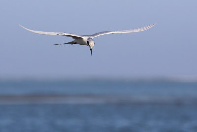 EE5A0606 tern.jpg