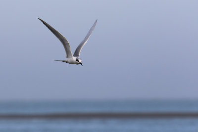 EE5A0626 Tern.jpg