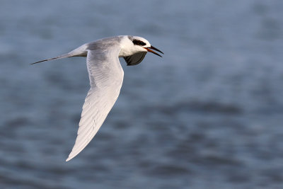 EE5A0724 tern.jpg