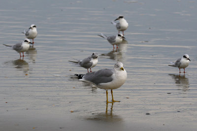 EE5A1076 Gull and terns.jpg