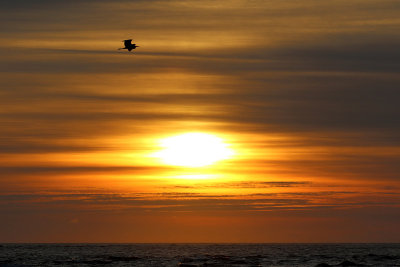 EE5A1156 Early morning egret.jpg