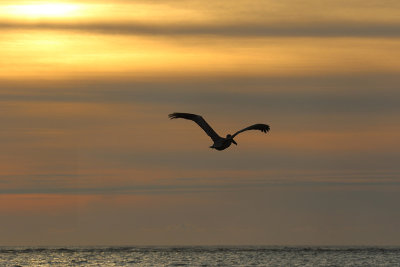 EE5A1210 Early morning pelican.jpg