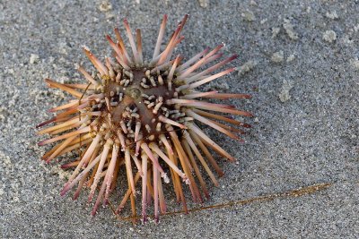 EE5A1235 Sea urchin.jpg