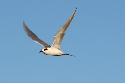 EE5A9546 tern.jpg