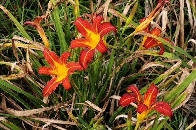 EE5A8293 Maysville KY day lilies.jpg