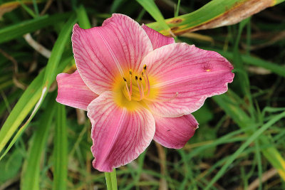 EE5A8908 Augusta KY lily.jpg