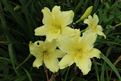 EE5A8910 Augusta KY lilies.jpg