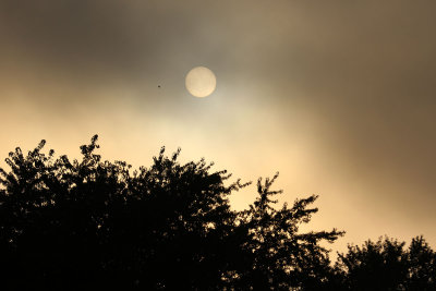 EE5A0417 Madison IN sun through the fog.jpg