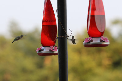 EE5A1220 Queen Wilhemina State Park hummingbirds.jpg