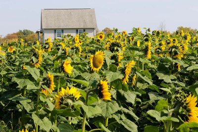 EE5A0068 Sunflower field.jpg