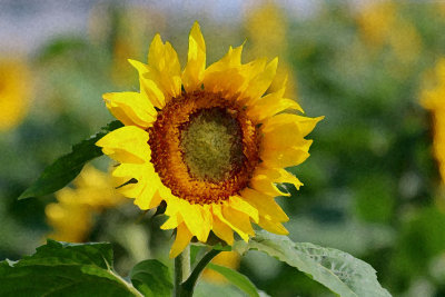 EE5A0084 Sunflower closeup Sponge 1-0-1.jpg