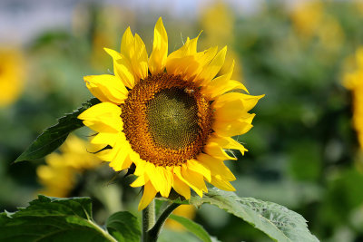EE5A0084 Sunflower closeup.jpg