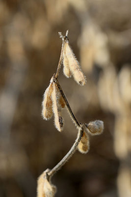 EE5A0143 Dried soybean plant.jpg