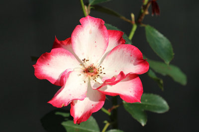 EE5A0398 Brookside Garden rose.jpg