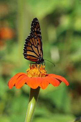 EE5A0514 Monarch on flower.jpg