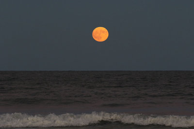 EE5A3090 Chincoteague NWR.jpg