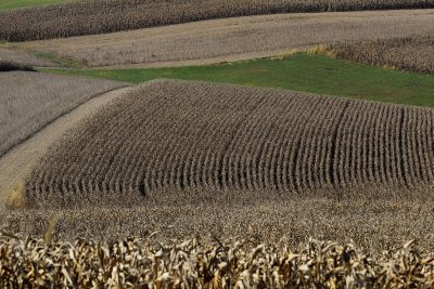 EE5A4699 PA dried corn in the field.jpg