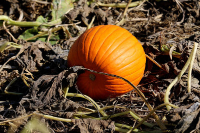 EE5A4881 PA Where pumpkins come from.jpg