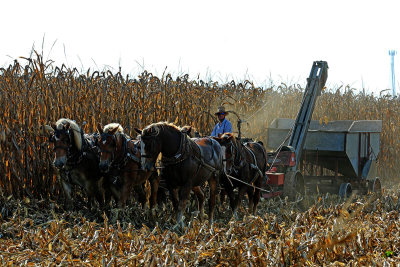EE5A5299 PA corn harvesting.jpg