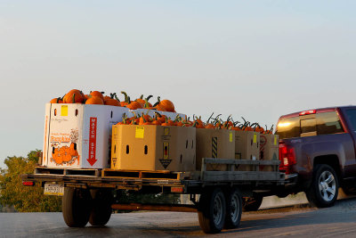 EE5A5451 Pumpkins headed to market.jpg